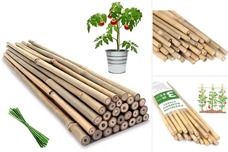 Detailed view of 10 Best Bamboo Sticks to Make Your Plants Thrive